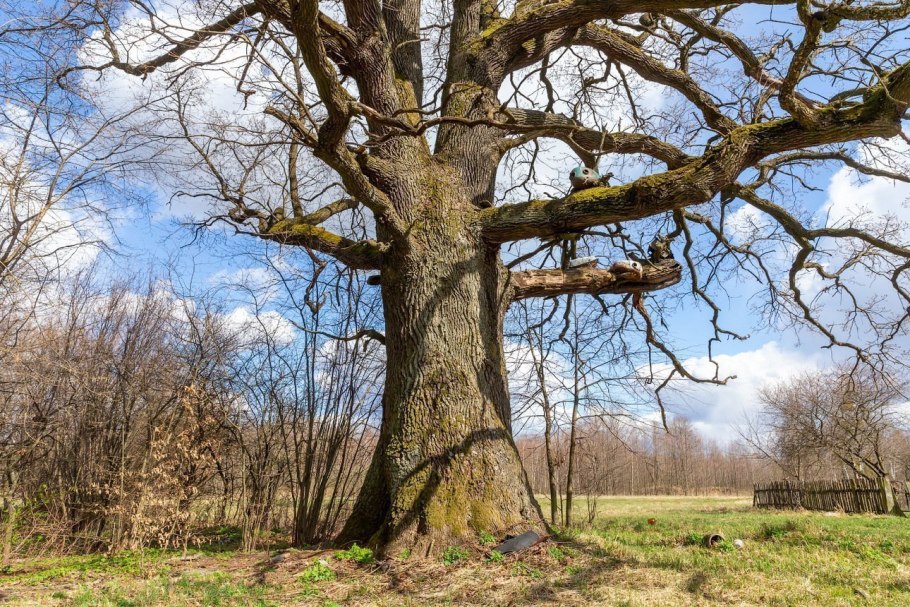 Дуб желаний в Дьяковском лесу