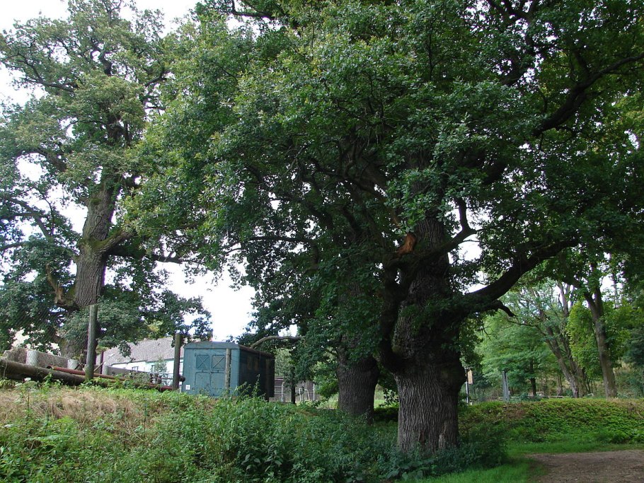 Валовый дуб