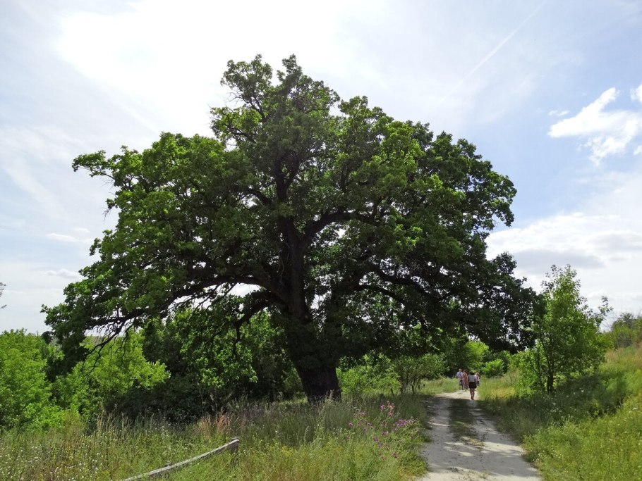 Солнечный остров Краснодар дуб