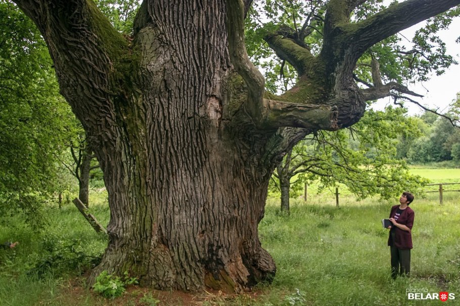 Великий дуб Алферовка