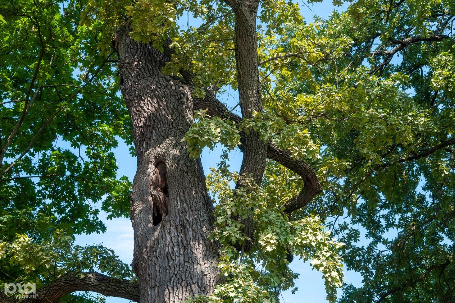 Каменнобродский монастырь дубы