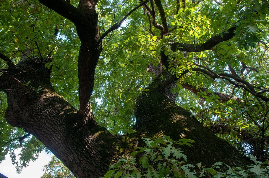 Дуб Петра Свенский монастырь