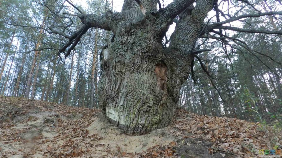 Дуб Свенский монастырь Брянск