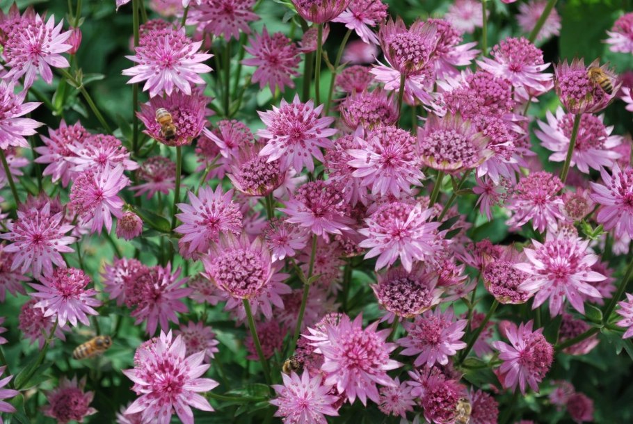 Астранция Major rosea