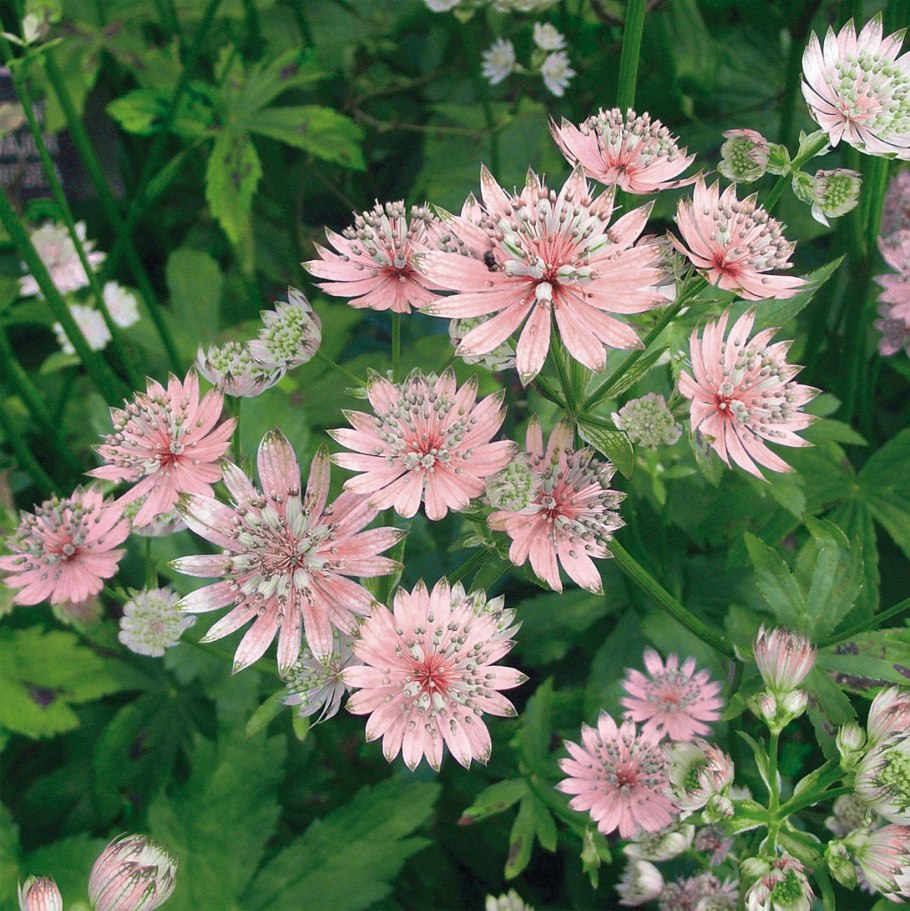 Астранция Розеа крупная