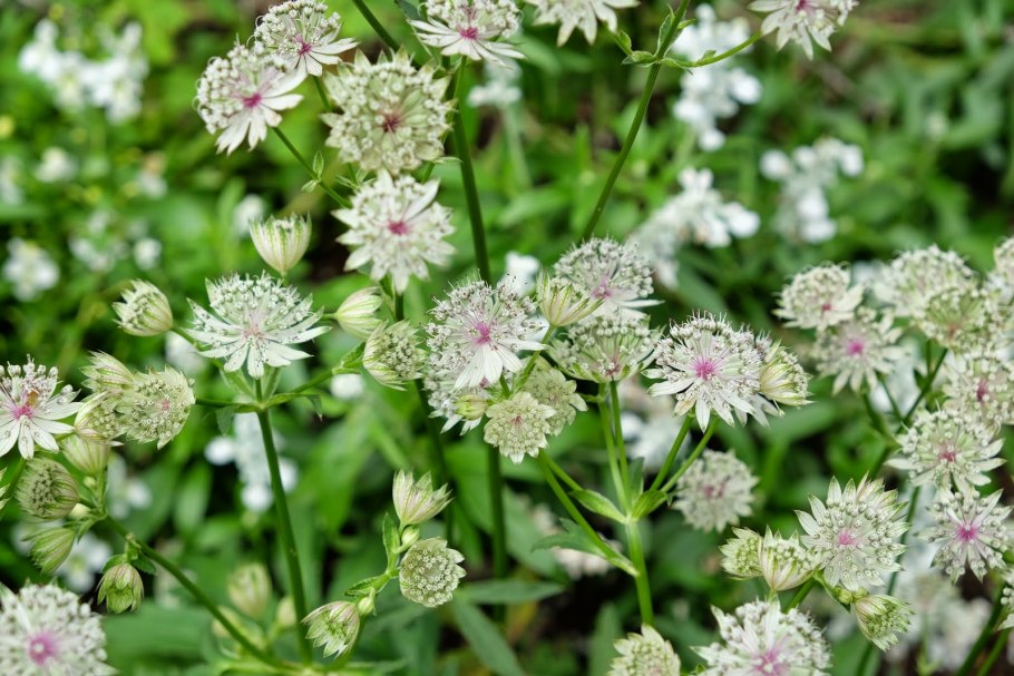 Астранция Флоренс