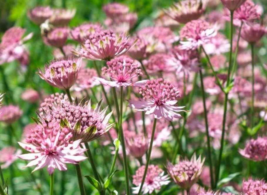 Астранция розовая симфония