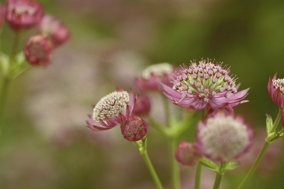 Astrantia Major Moulin rouge