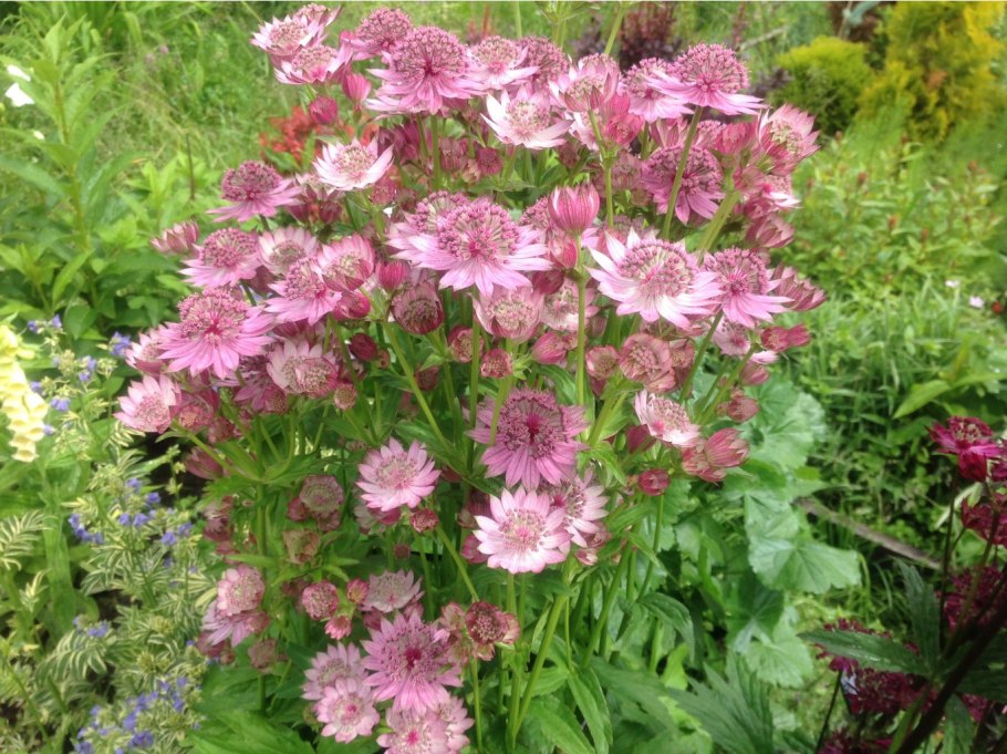 Астранция крупная Альба