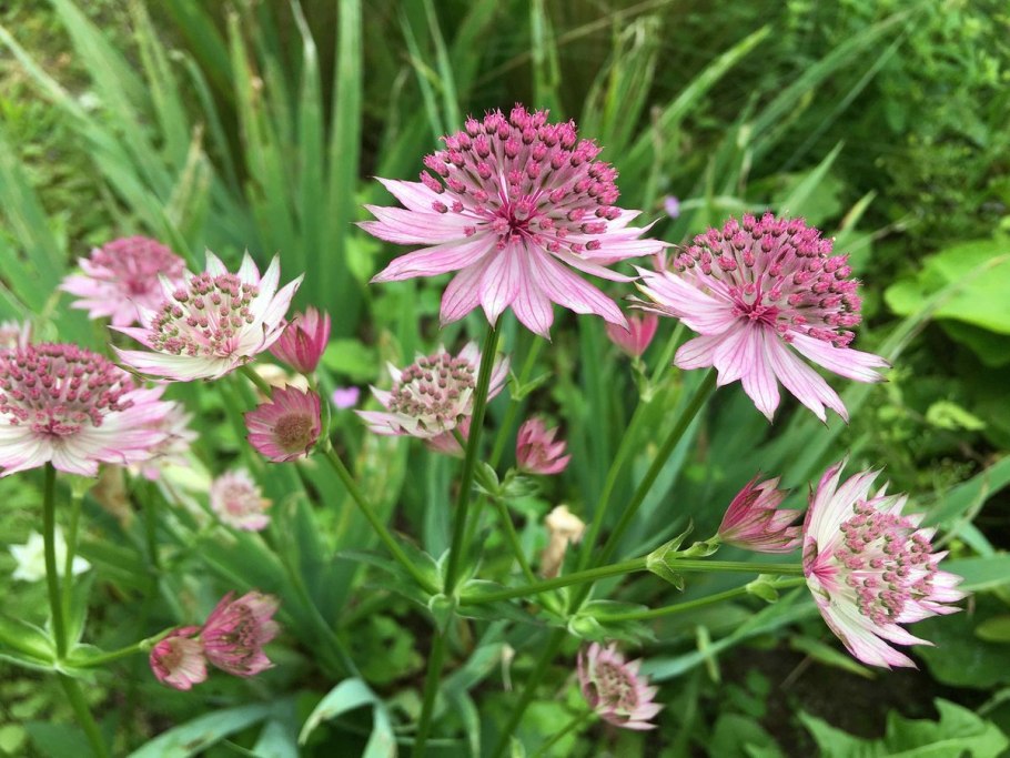 Астранция крупная Альба (с2)