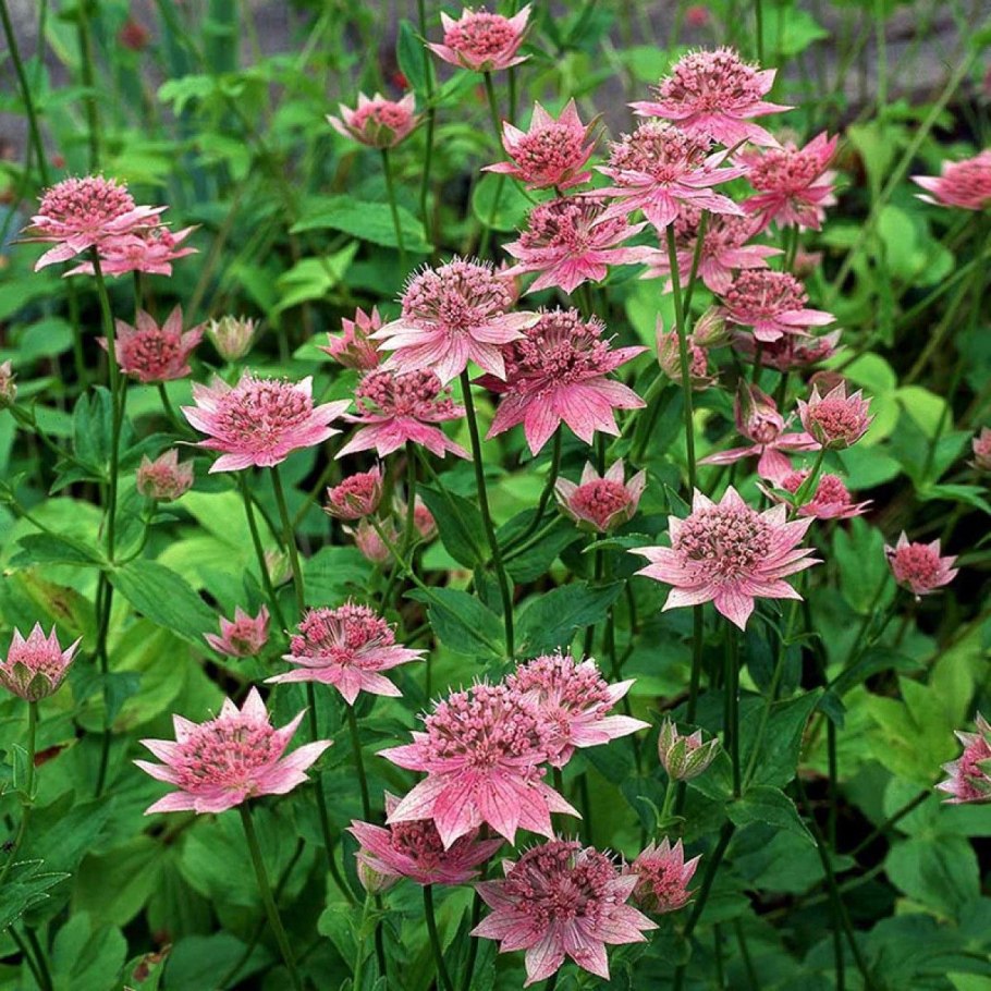 Астранция Розеа куст