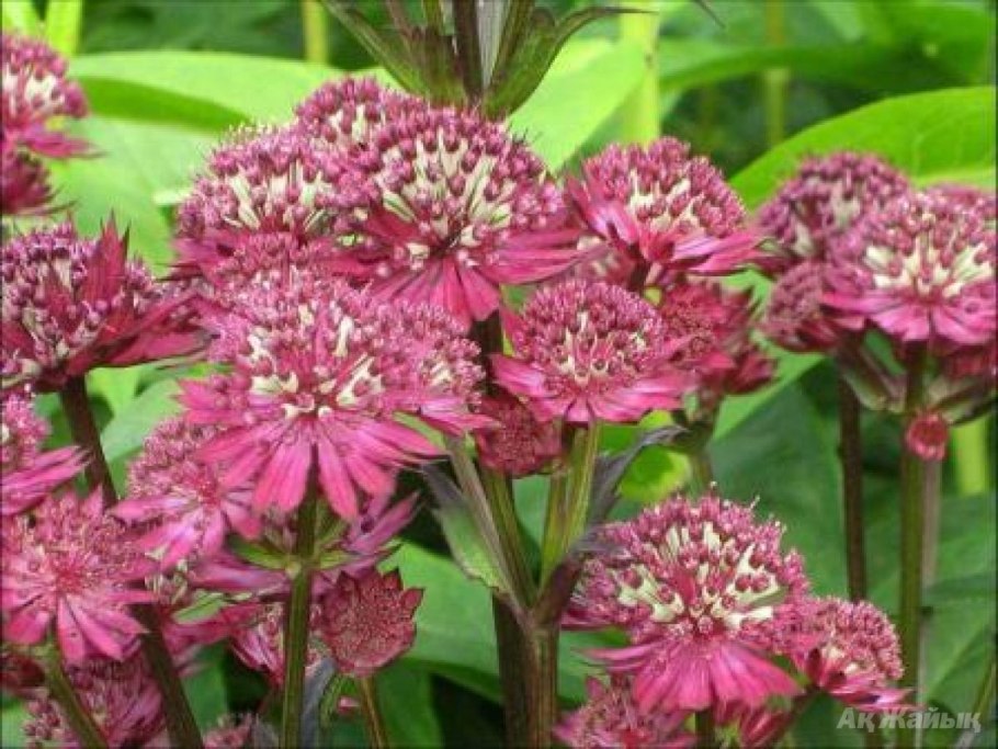 Астранция Astrantia Major Claret