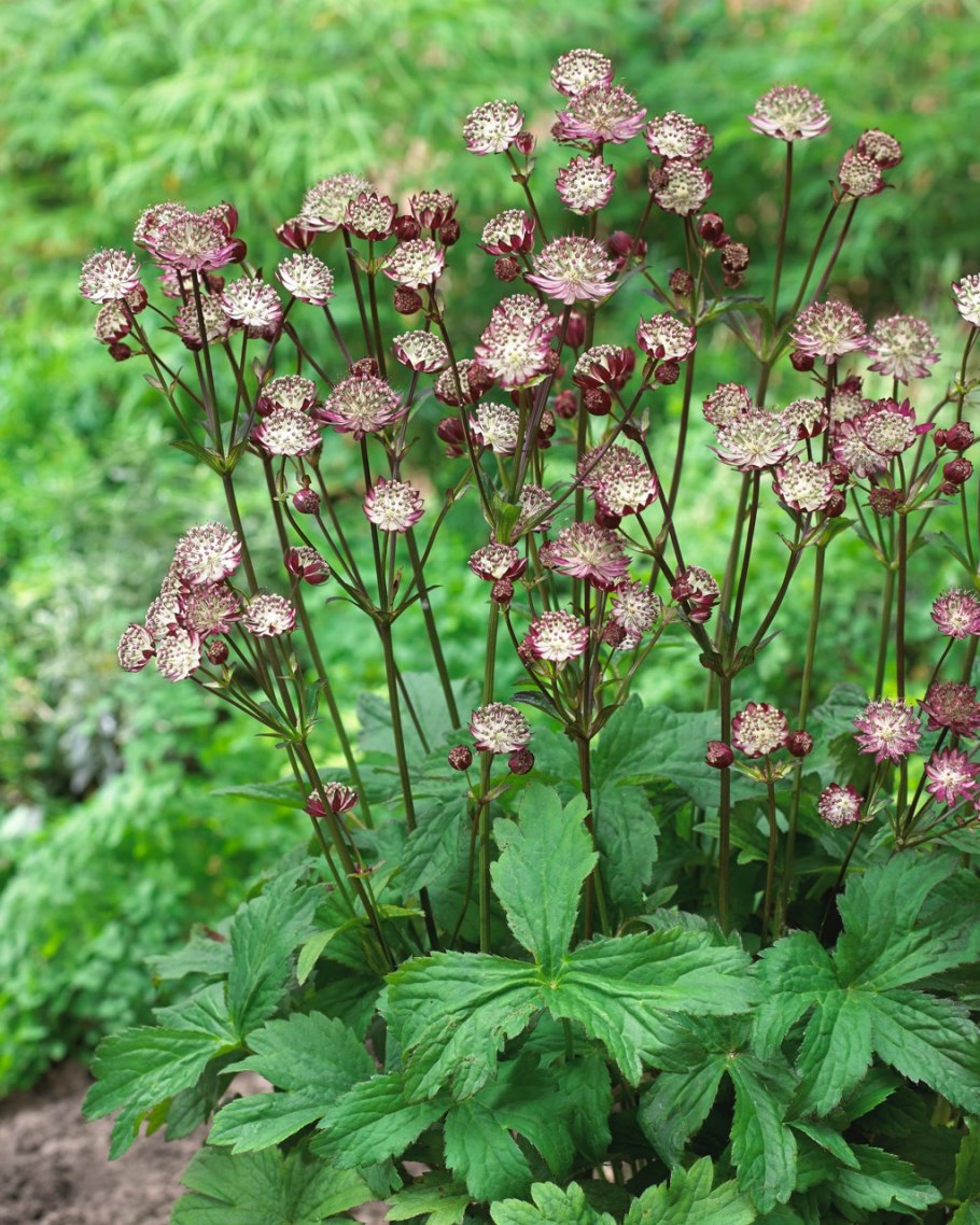 Астранция Major ROMA