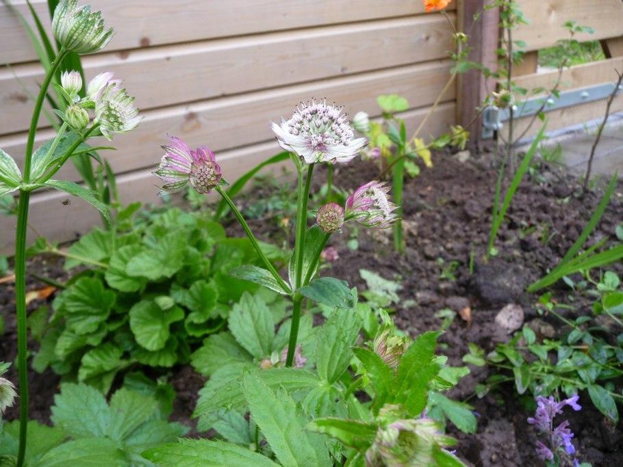 Astrantia major alba