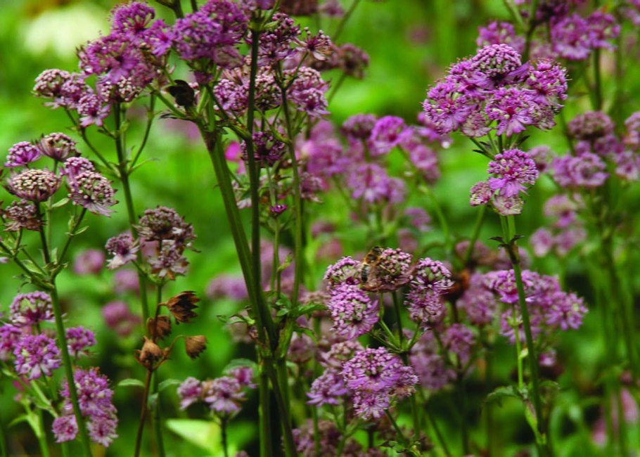 Астранция цветок Мулен Руж