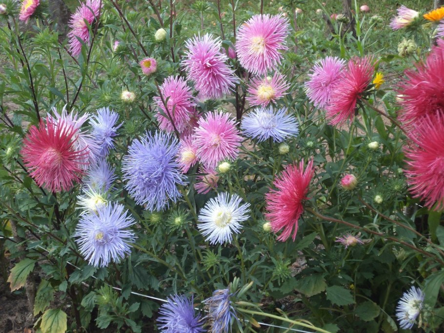 Астры самосейки