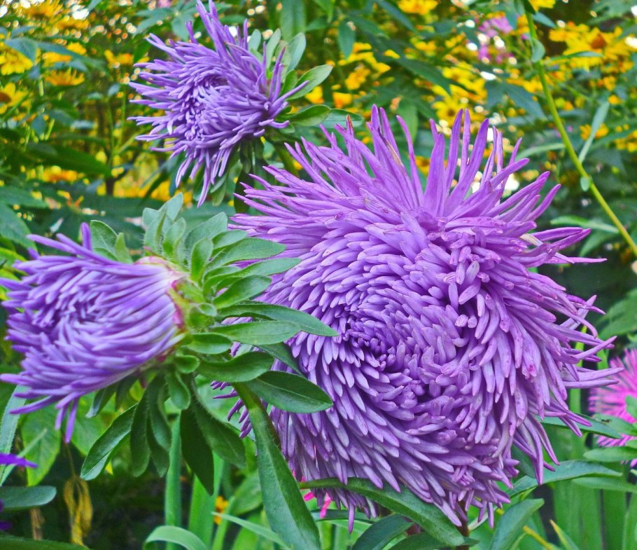 Астра однолетняя игольчатая