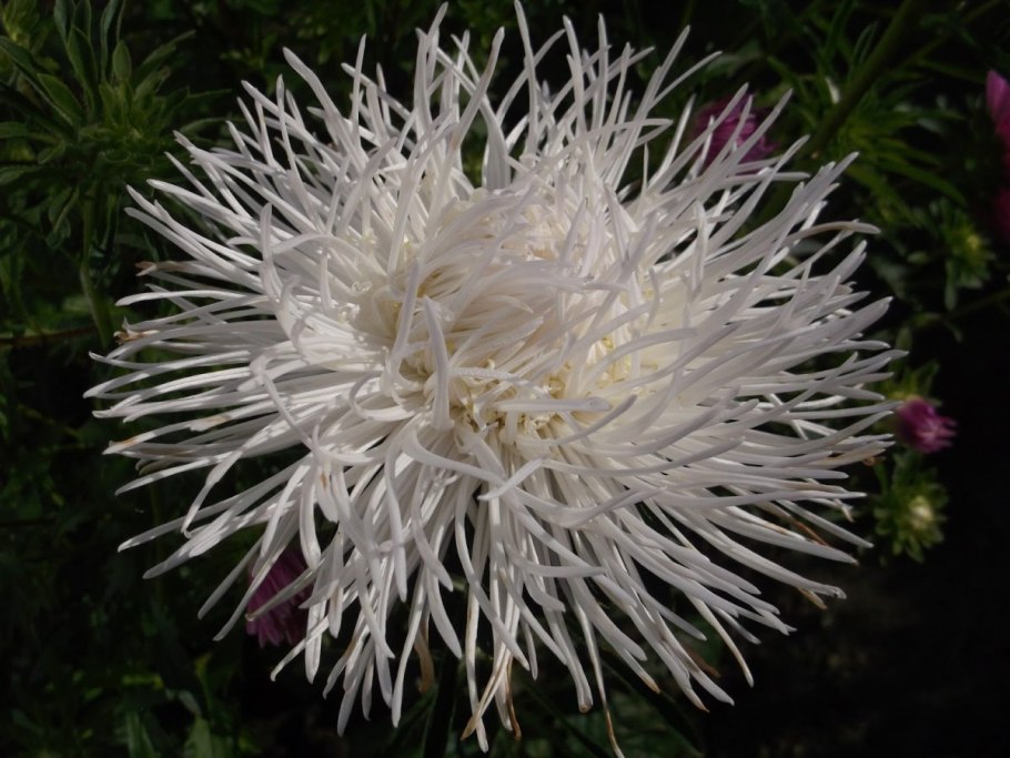 Астра игольчатая