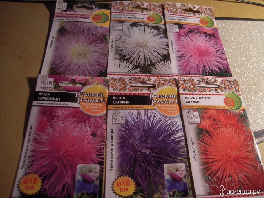 Астра Звездная