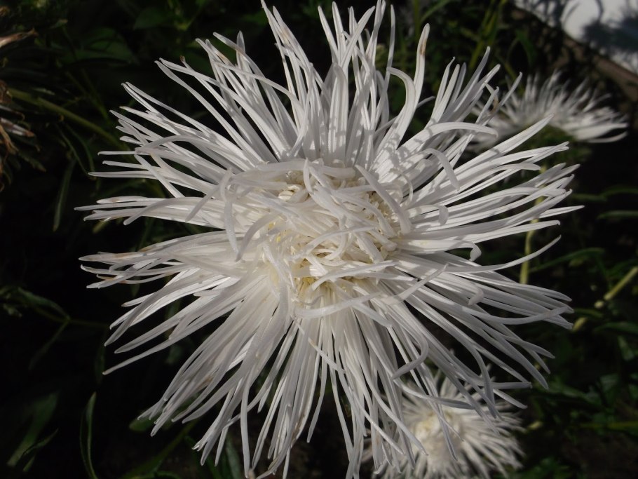 Астра импрессия игольчатая