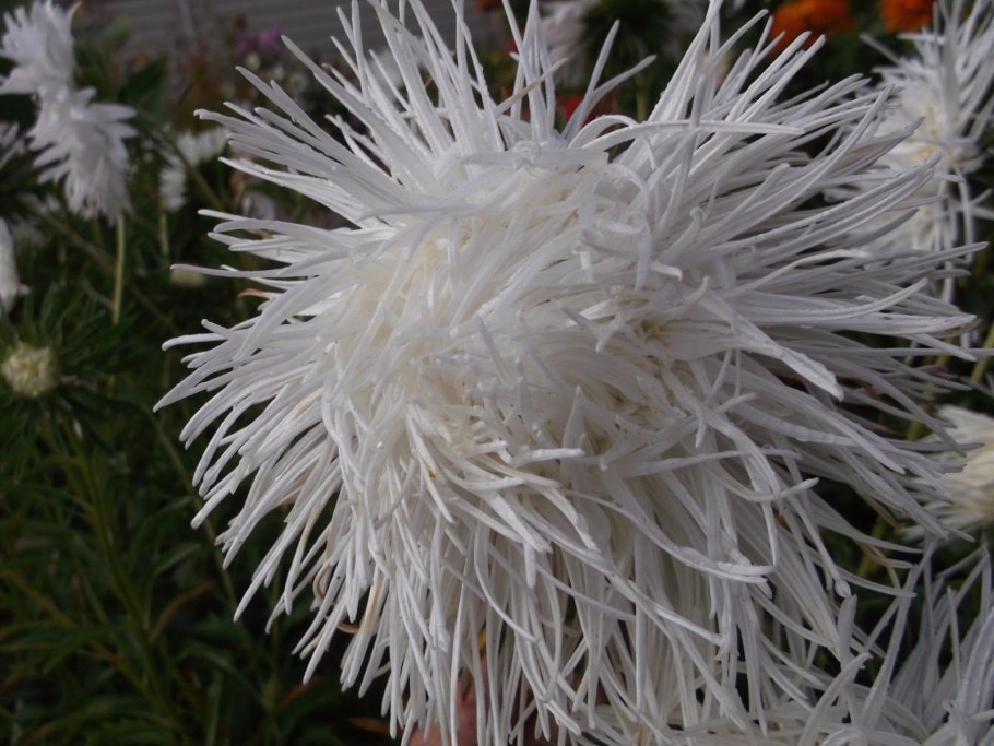 Астра игольчатая Уникум микс