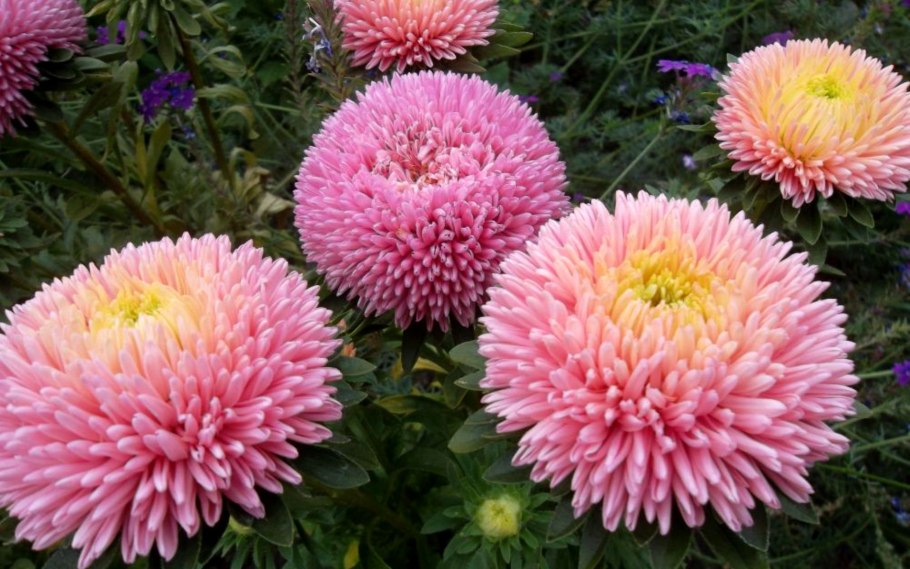 Астра Фламир розовая