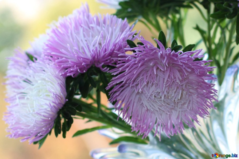 Астра игольчатая