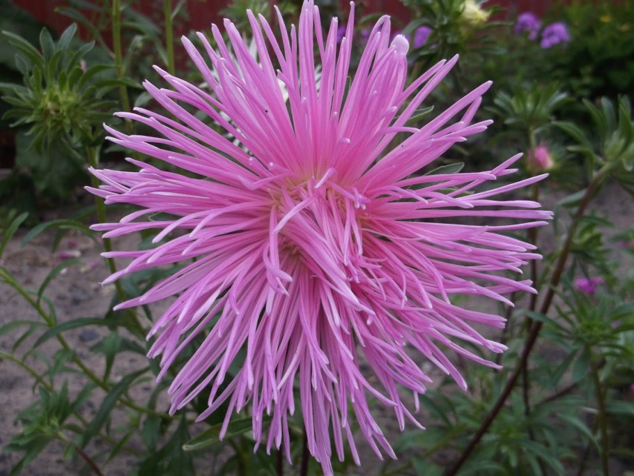 Астра игольчатая каллистефус