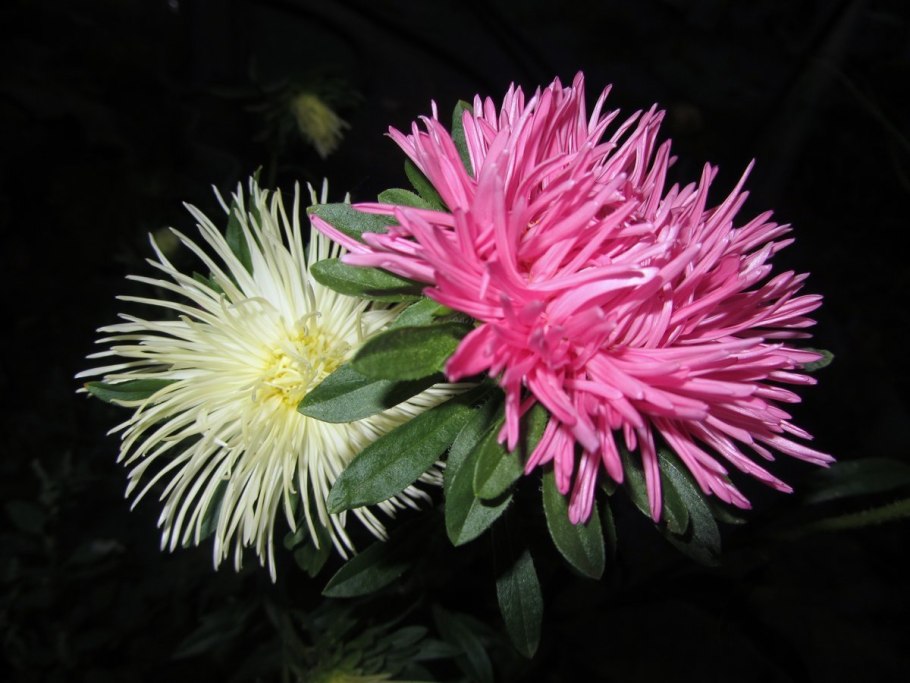 Астра игольчатая камео