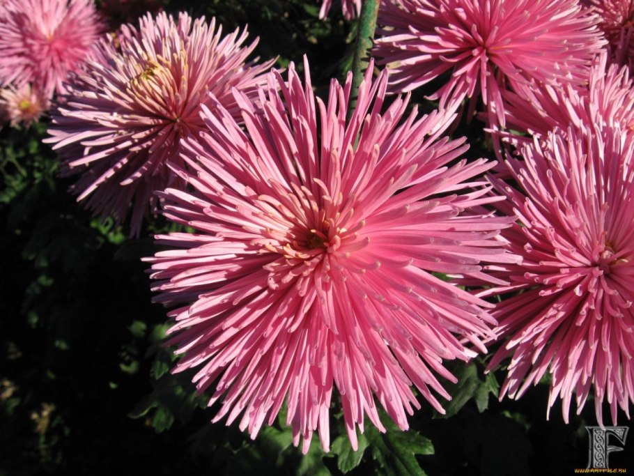 Астра китайская Хризантелла