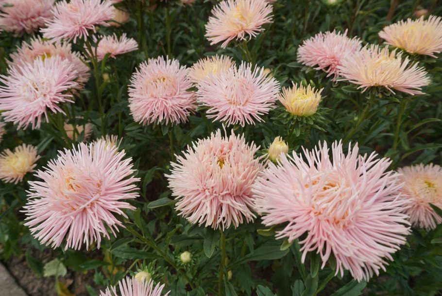 Астра желтая игольчатая