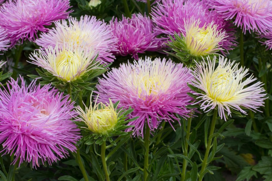 Астра Уникум смесь