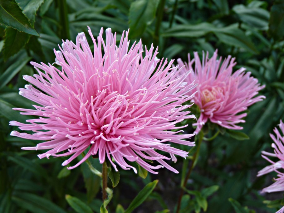 Астра игольчатая Уникум микс