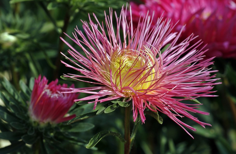 Астра Фойеркугель