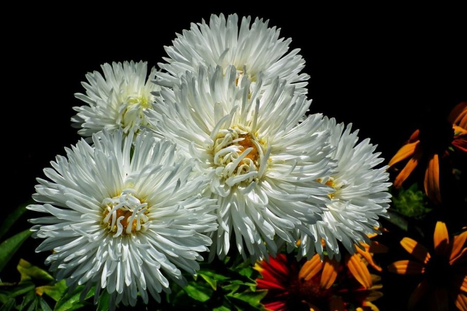 Астра дракон дарк Роуз