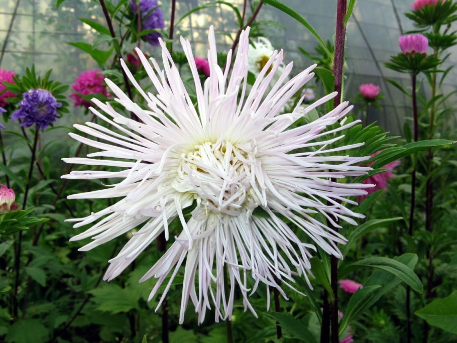 Астра игольчатая крупноцветковая