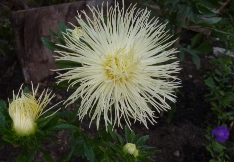 Астра Уникум фото