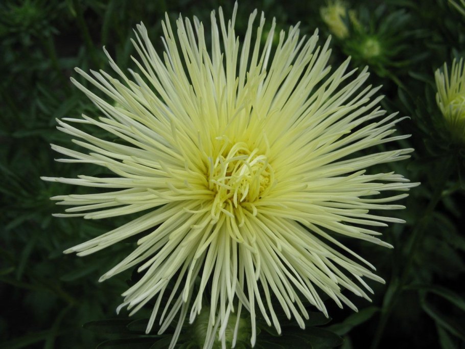 Астры японской селекции