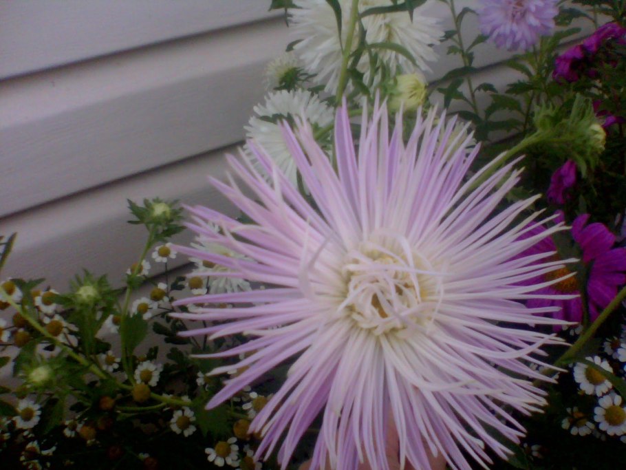 Астра игольчатая Уникум фото