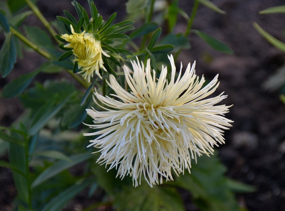 Астра топаз игольчатая