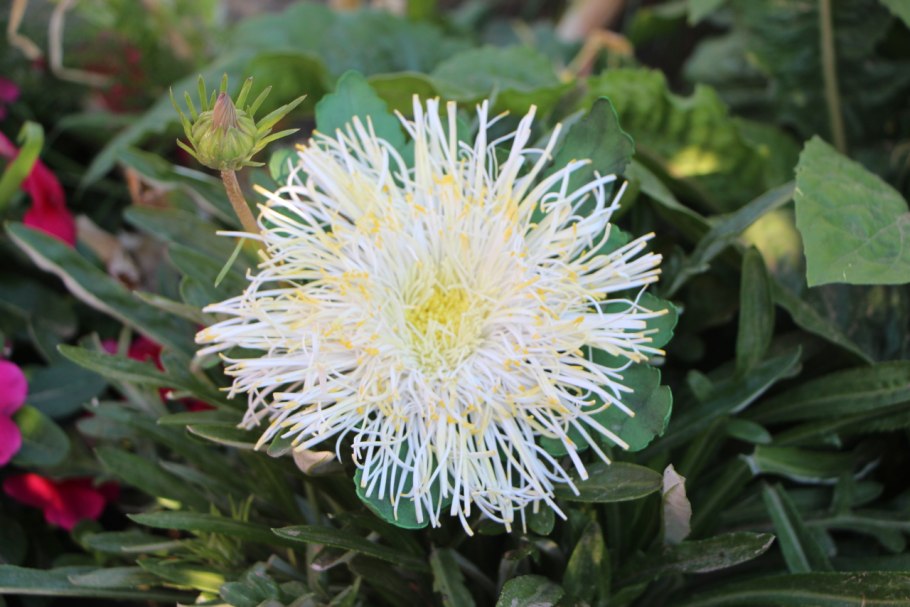 Астра игольчатая микс