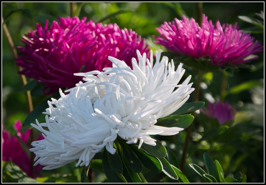 Астра Голиаф белый