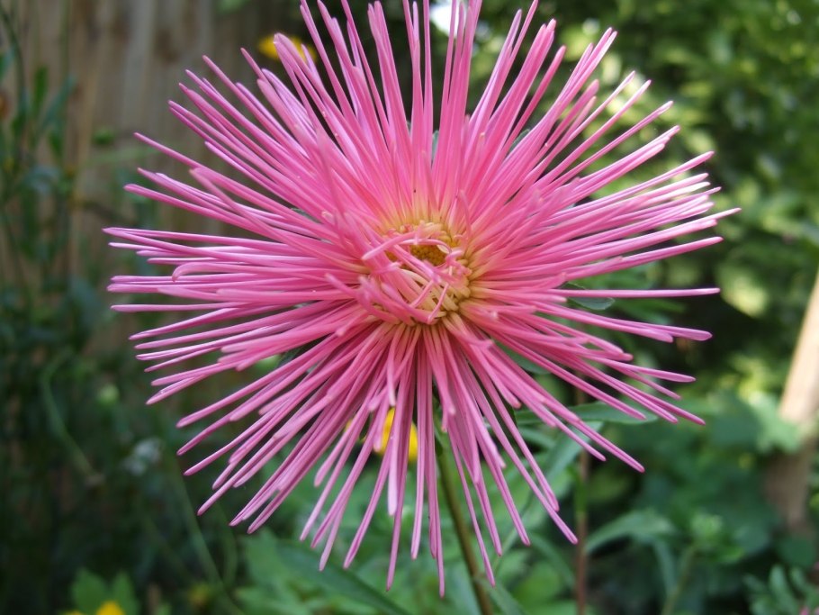 Callistephus chinensis Matador Mix Астра