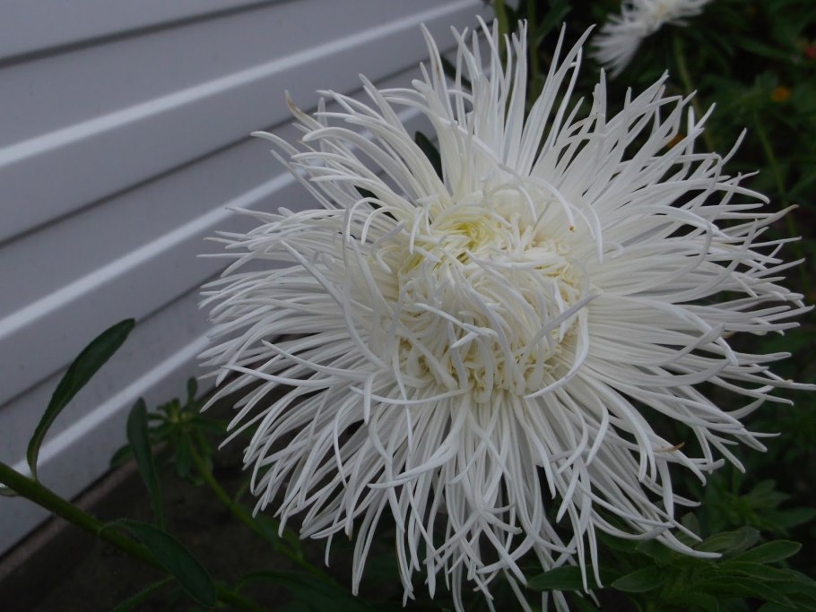 Астра игольчатая крупноцветковая