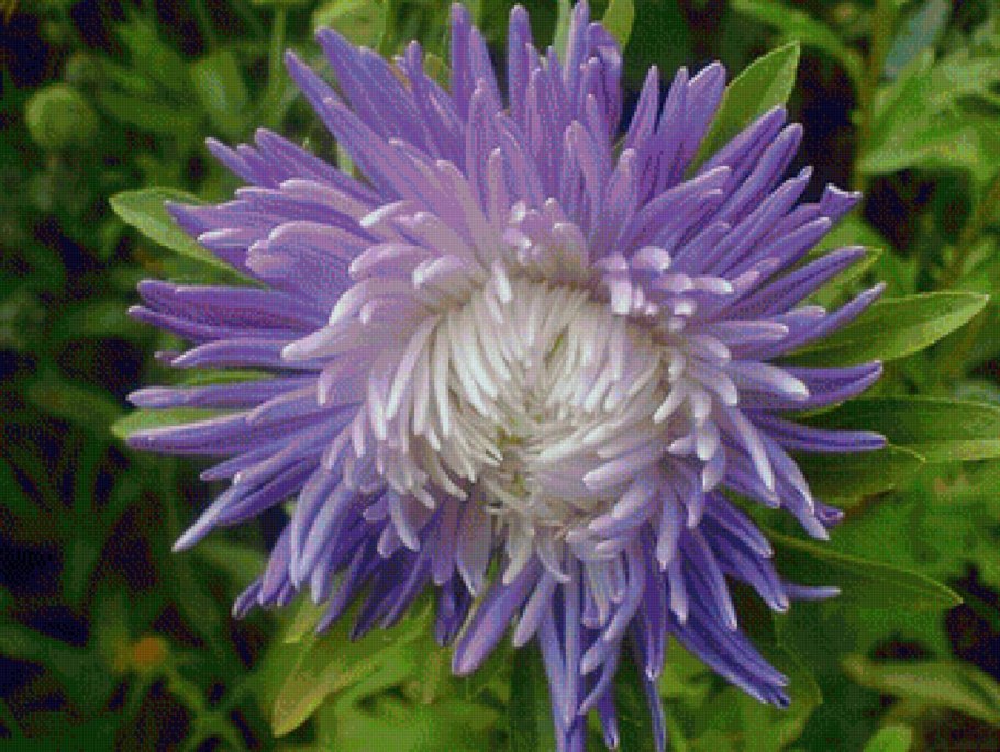 Астра игольчатая смесь