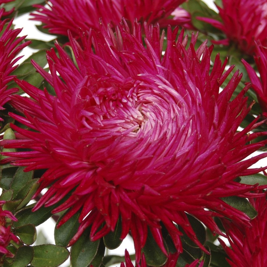 Астра Уникум Снежинка