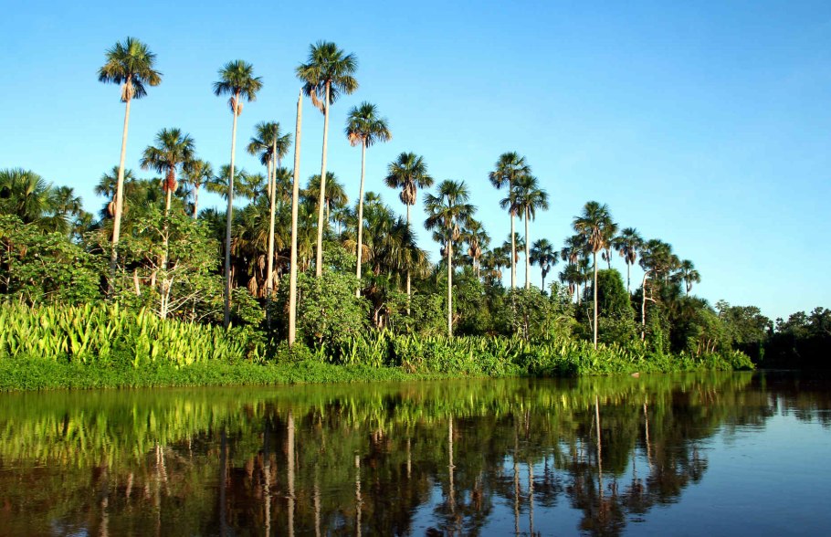 Тропические леса Амазонии