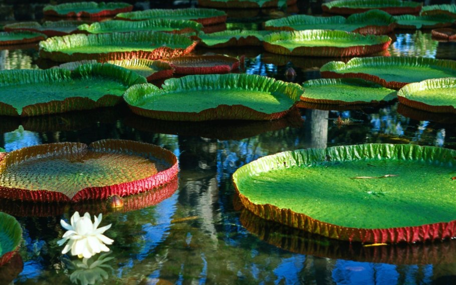 Кампос-лимпос Бразилия