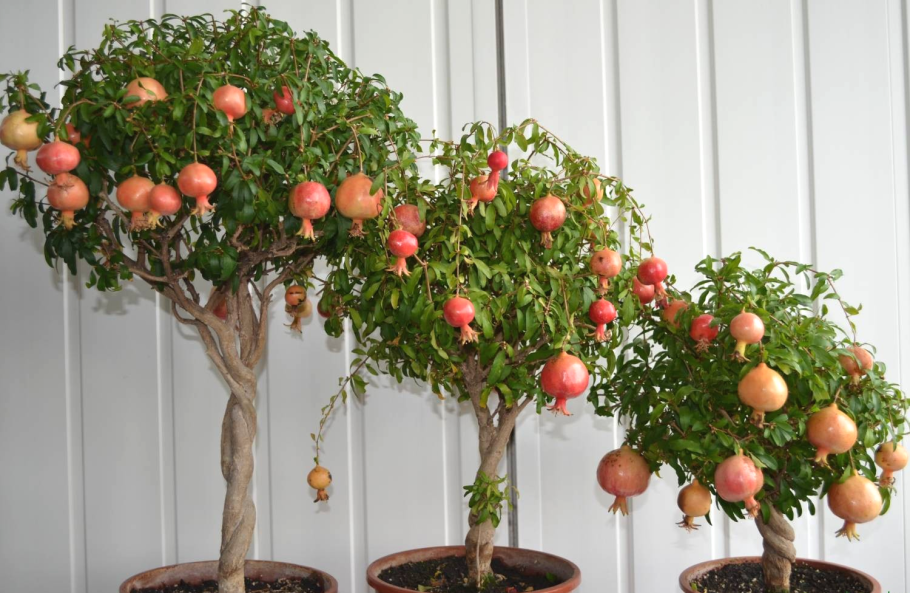 Punica granatum var. Nana