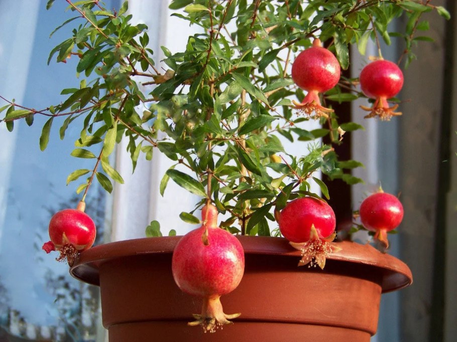 Punica granatum дерево